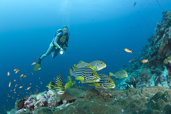 Oriental Sweetlips and Diver