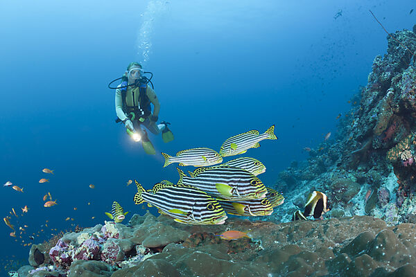 Oriental Sweetlips and Diver