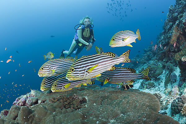 Oriental Sweetlips and Diver