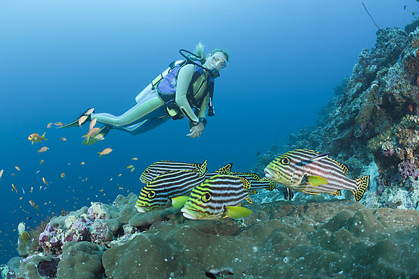 Oriental Sweetlips and Diver