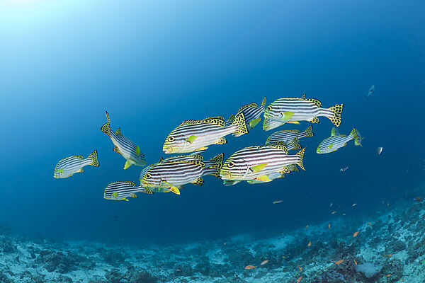 Oriental Sweetlips
