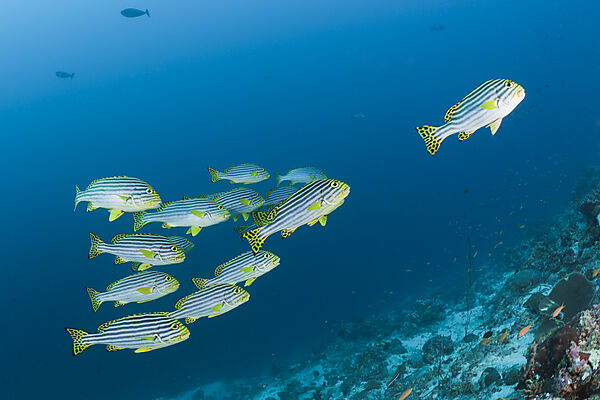 Oriental Sweetlips