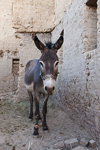 Esel in Altstadt Al Qasr in Dakhla Oase