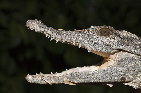 Nilkrokodil