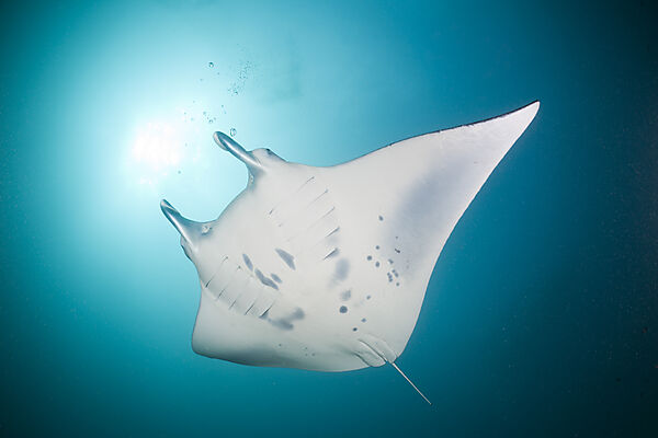Manta