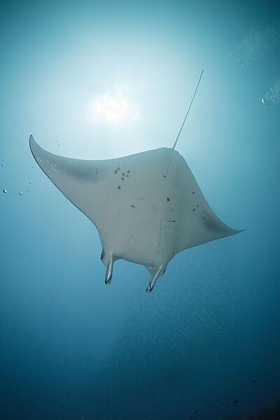 Manta
