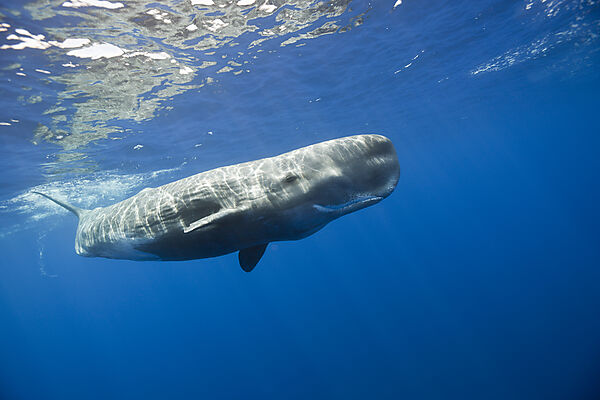 Sperm Whale