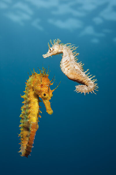 Couple of Mediterranean Seahorse