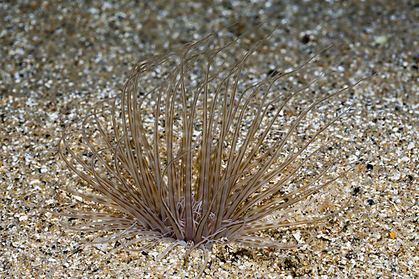 Tube Anemone