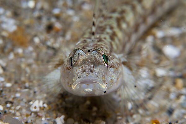 Slender Goby