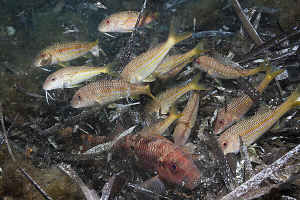 Red Mullets searching for Prey in SeaWeed