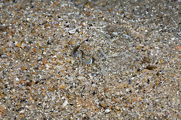Common Sepia camouflaged in Sand