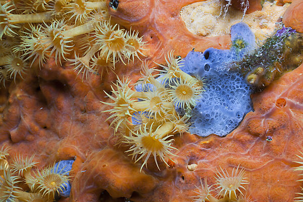 Yellow Cluster Anemone on red Sponge