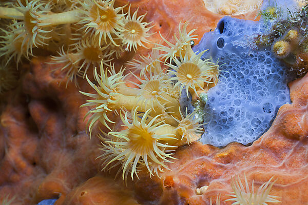 Yellow Cluster Anemone on red Sponge