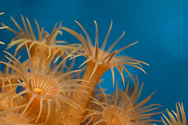 Gelbe Krustenanemonen