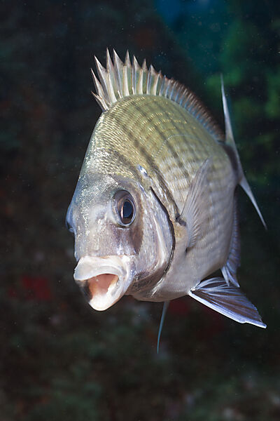 Striped White Bream