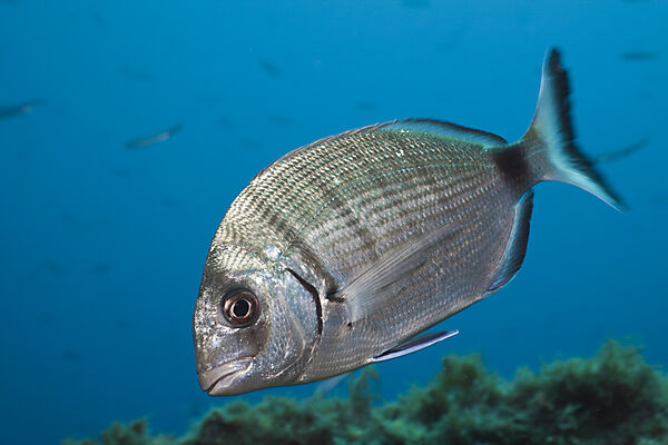 Striped White Bream