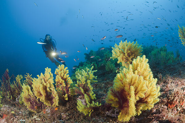 Scuba Diver and Variable Gorgonians