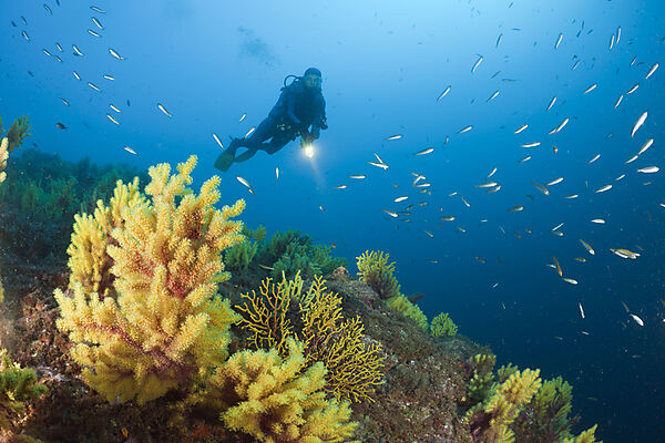Scuba Diver and Variable Gorgonians