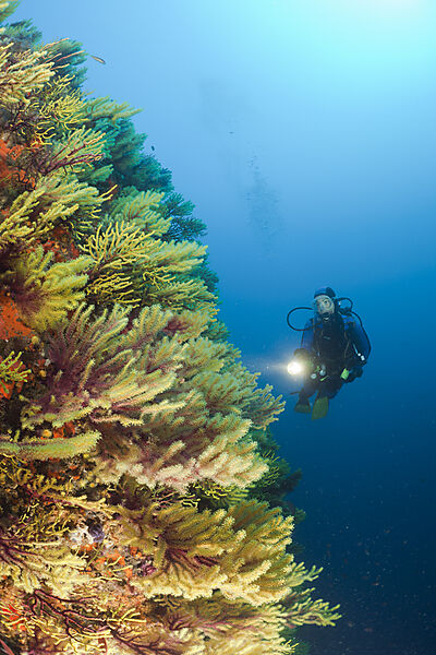 Scuba Diver and Variable Gorgonians