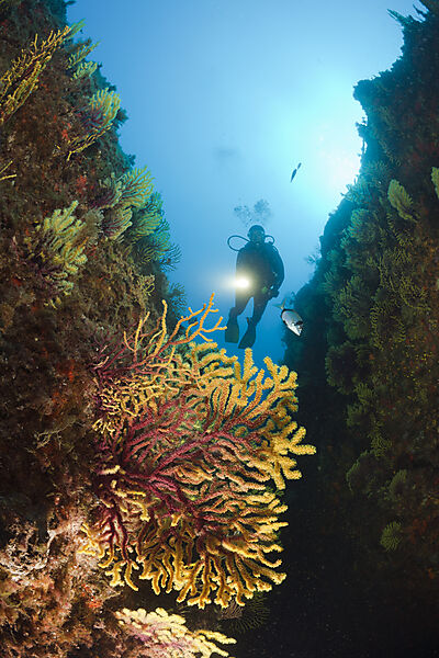 Scuba Diver and Variable Gorgonians