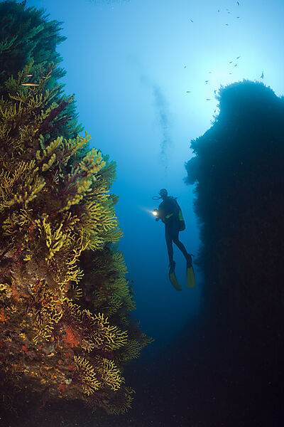 Scuba Diver and Variable Gorgonians