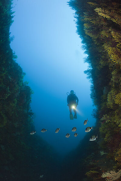 Scuba Diver over Reef