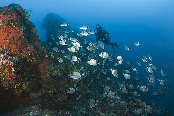 Diver and Two-banded Breams