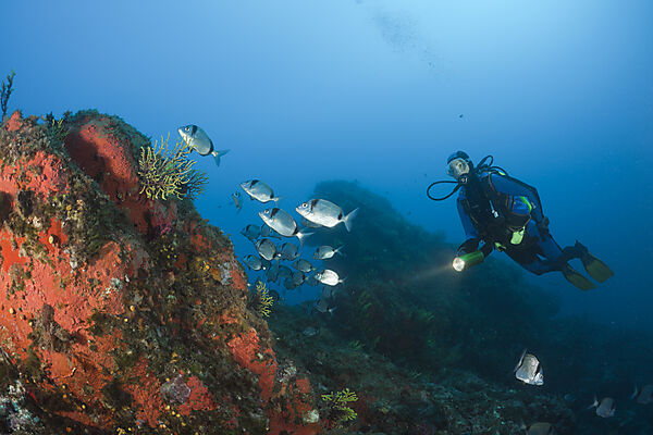 Diver and Two-banded Breams