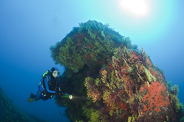 Scuba Diver and Variable Gorgonians