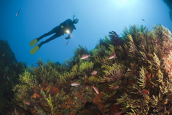 Diver over Reef with Anthias