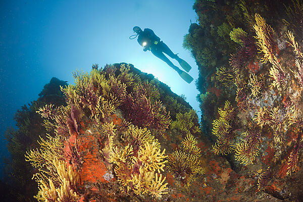 Scuba Diver and Variable Gorgonians
