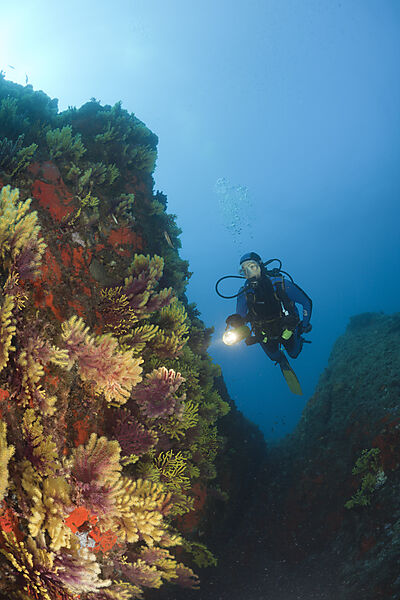 Scuba Diver and Variable Gorgonians