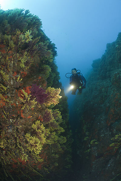 Scuba Diver and Variable Gorgonians