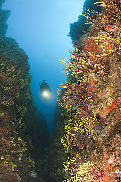 Scuba Diver and Variable Gorgonians