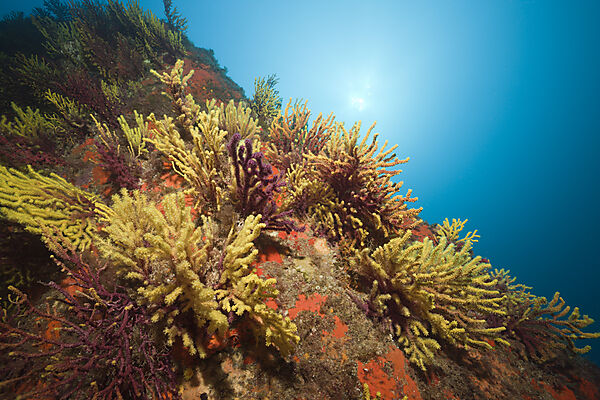 Scuba Diver and Variable Gorgonians