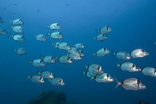 Shoal of Two-banded Breams