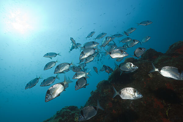 Shoal of Two-banded Breams