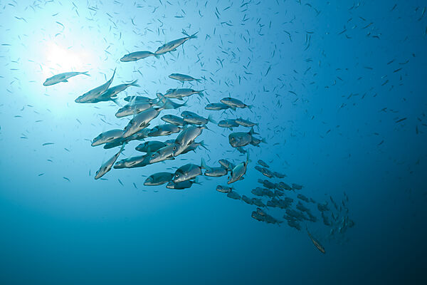 Two-banded Breams