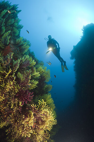 Scuba Diver and Variable Gorgonians