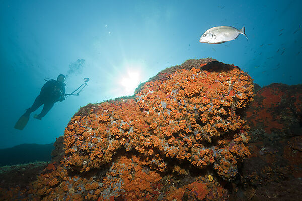 Cluster Anemones and Diver