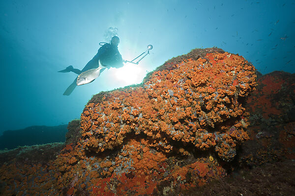 Cluster Anemones covers Reef