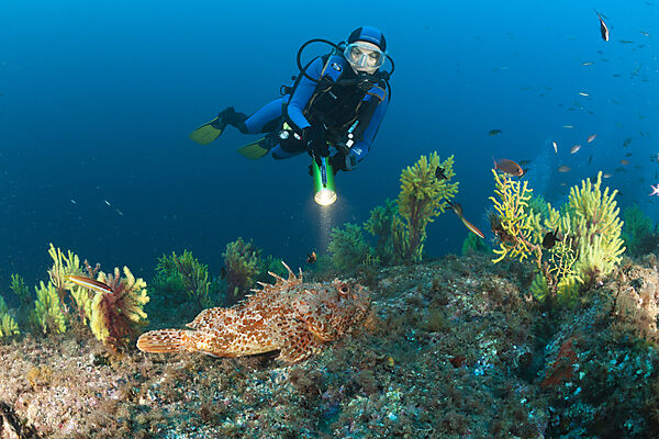 Diver and Great Rockfish