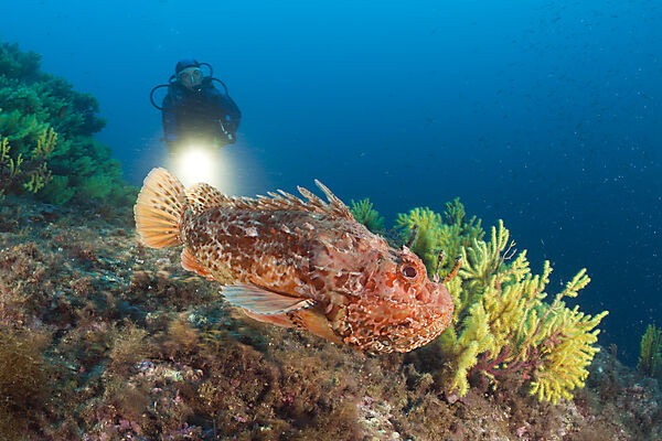 Great Rockfish and Scuba Diver