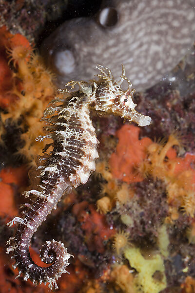 Mediterranean Seahorse