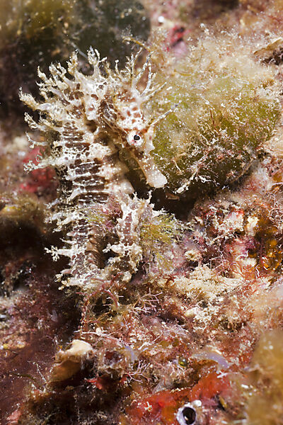 Mediterranean Seahorse