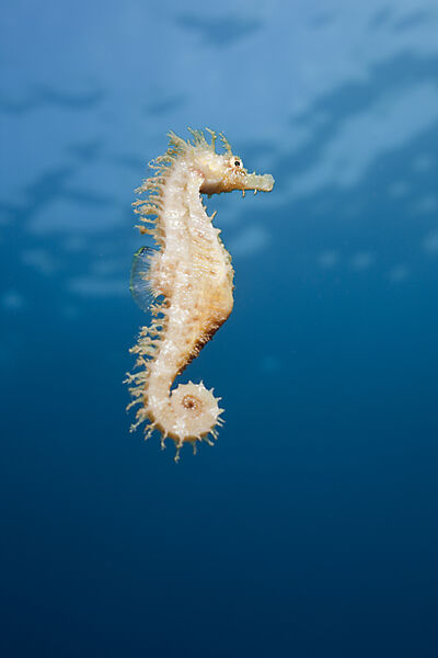 Brown Longsnouted Seahorse