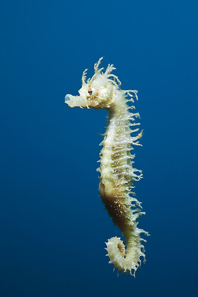 Longsnouted Seahorse