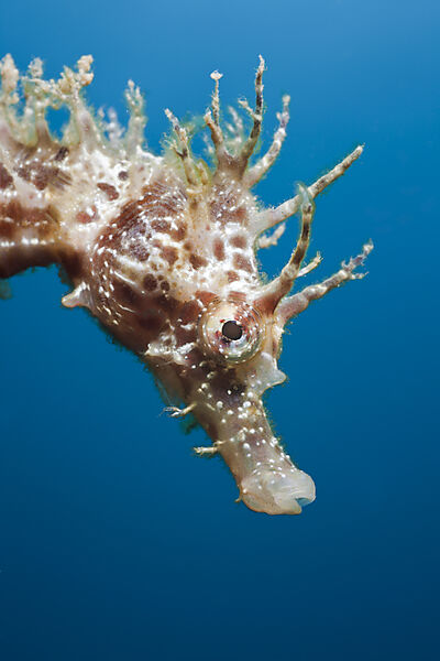 Portrait of Longsnouted Seahorse