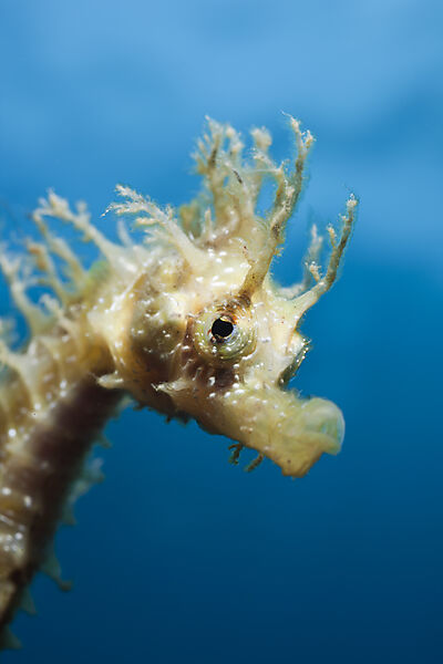 Portrait of Longsnouted Seahorse